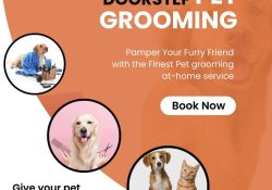 Pet Grooming Service at Home in Bangalore- Doodley