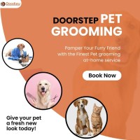 Pet Grooming Service at Home in Bangalore- Doodley